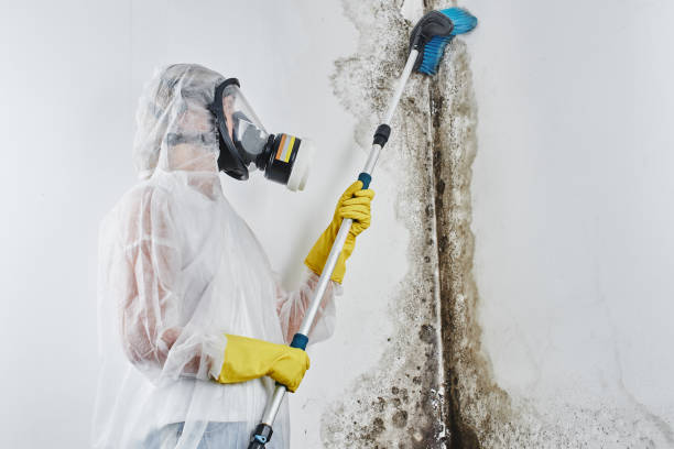 Environmental Consulting for Mold Prevention in Rancho San Diego, CA